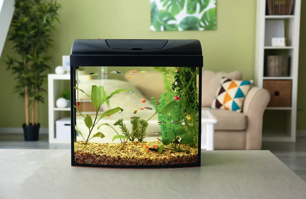 Akwarium z przygotowanym podłożem i roślinami, puste, gotowe na ryby