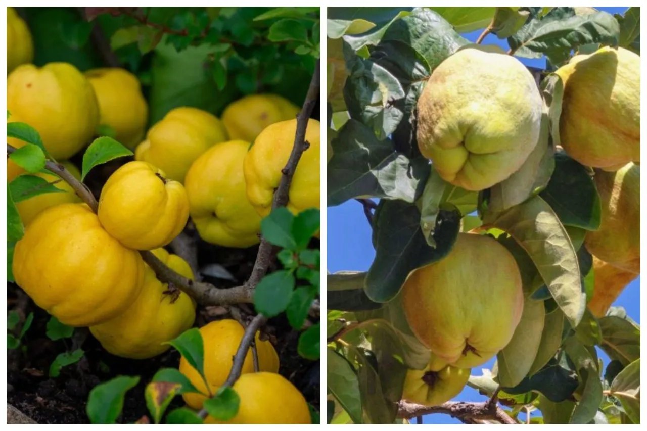 Porównanie owoców pigwowca i pigwy