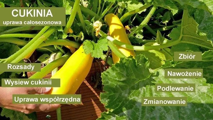 uprawa cukinii w ogrodzie