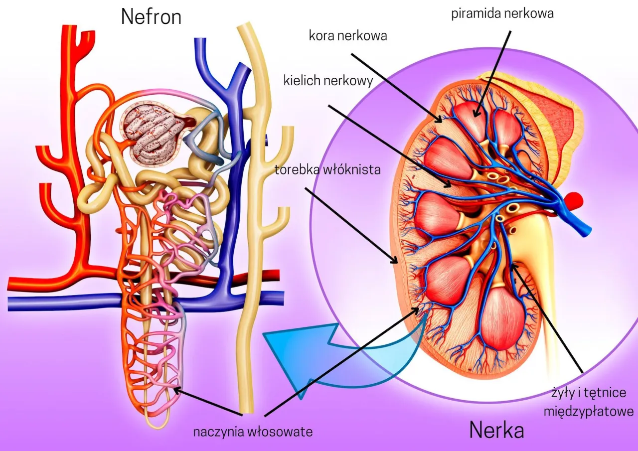 Nefrolog konsultujący pacjenta lub schemat budowy nerki