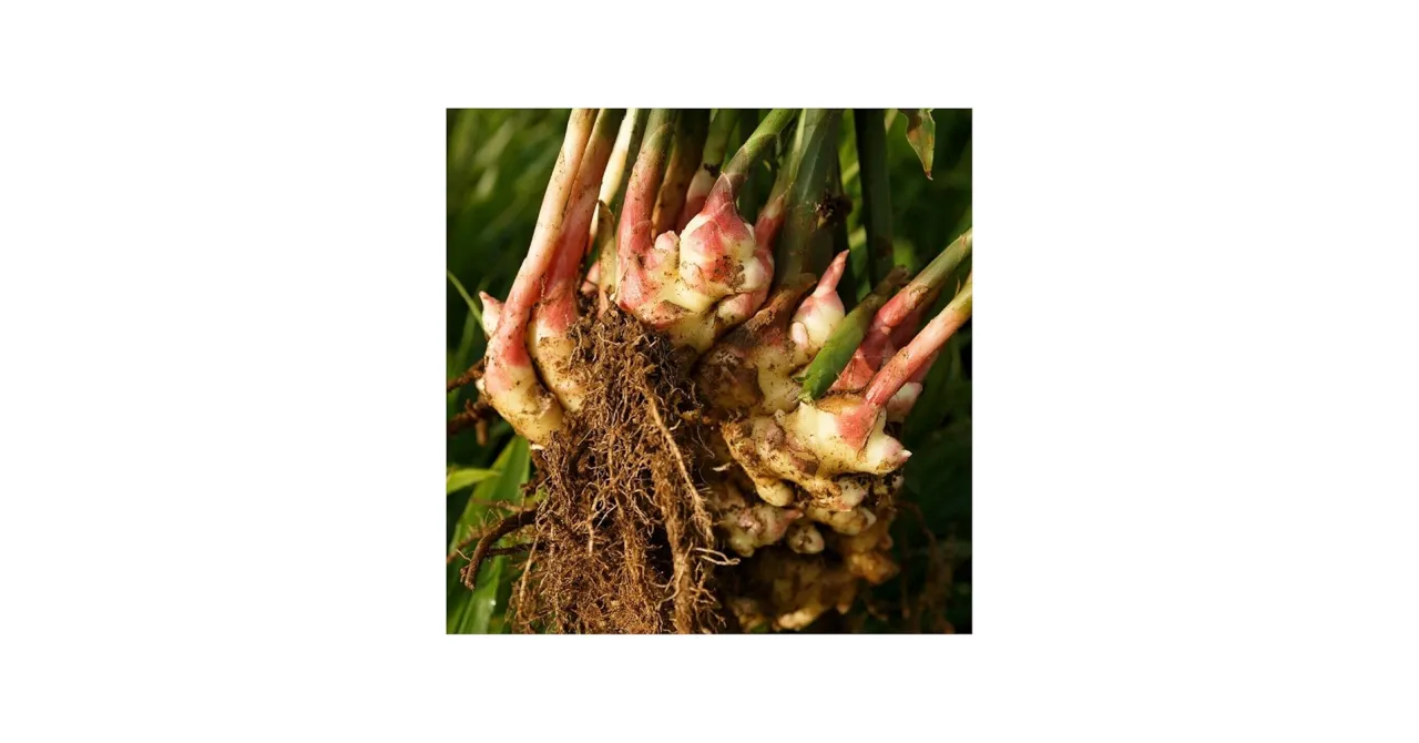 Kwiat imbiru lekarskiego Zingiber officinale