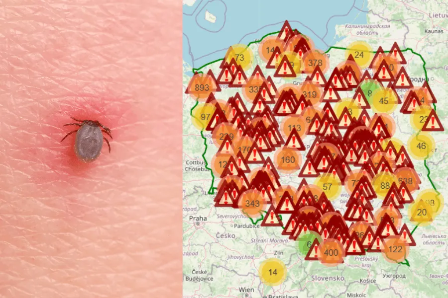 Mapa występowania kleszczy w Polsce, cykl życia kleszcza