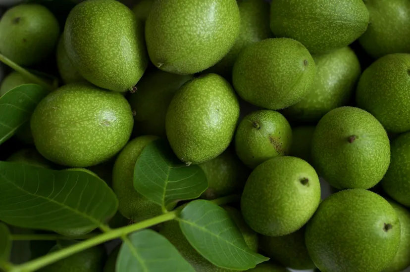 zielone orzechy włoskie juglon