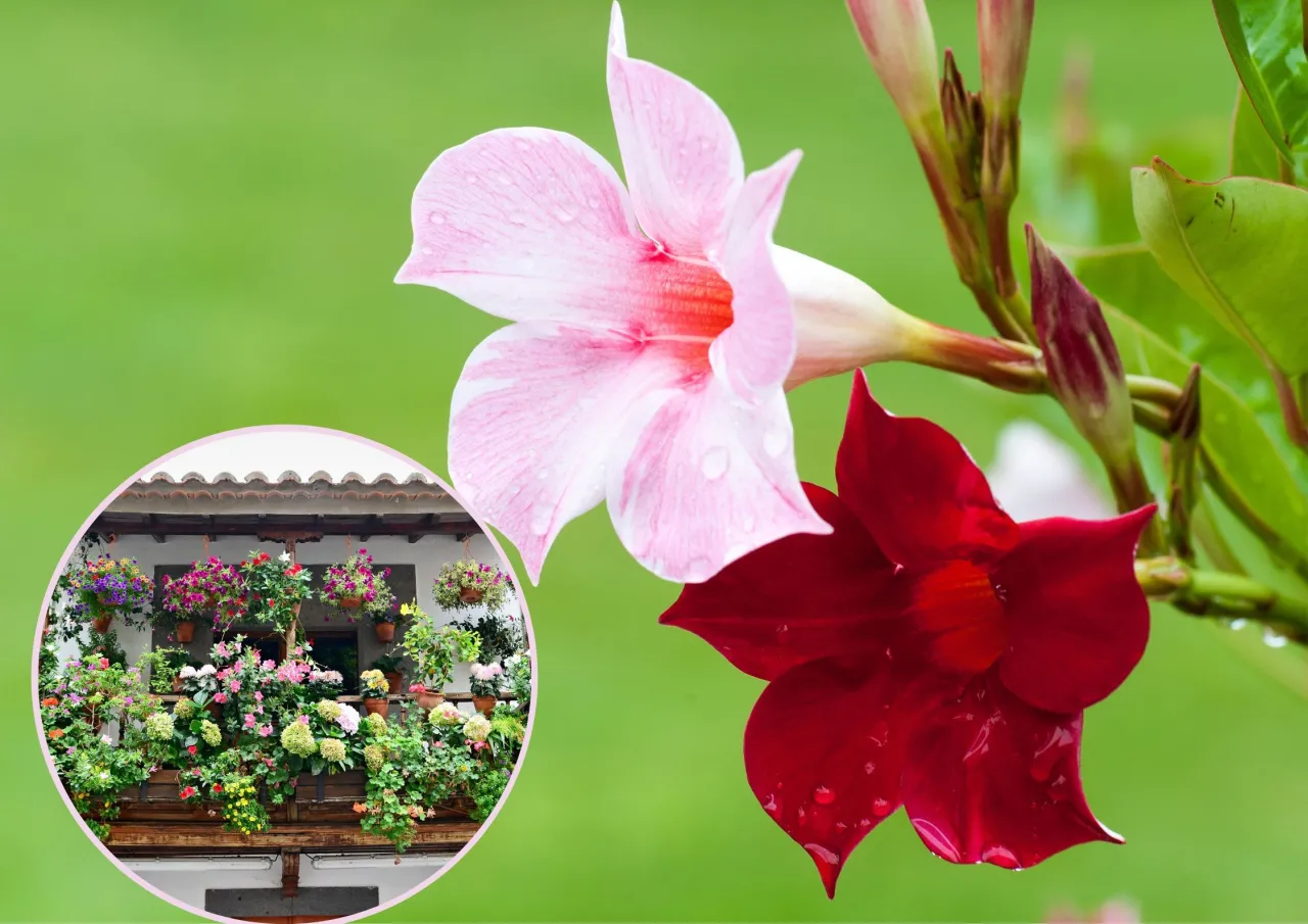 Kwiaty sundaville r&oacute;żne kolory