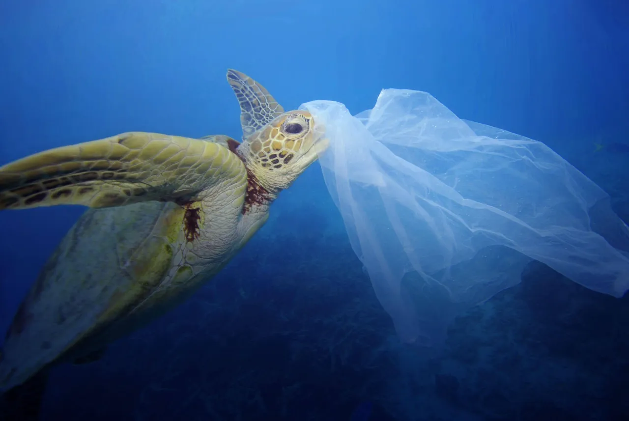 Ż&oacute;łw morski zaplątany w plastik