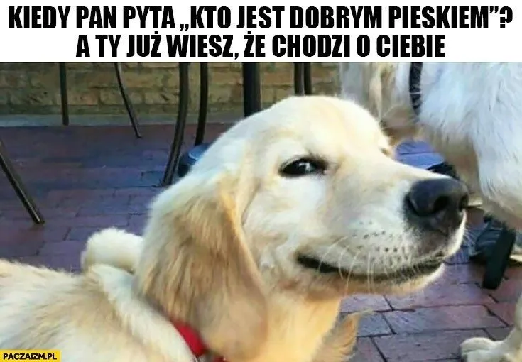 Zdjęcie Najzabawniejsze kawały o psach: 10 historii które rozbawią do łez