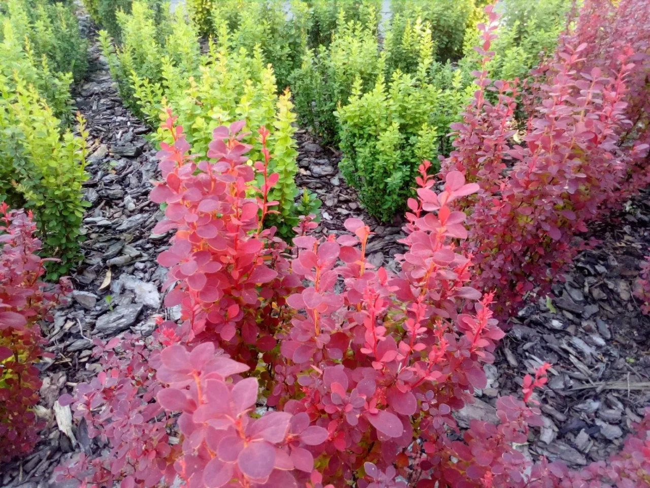 Idealna gleba dla berberysu