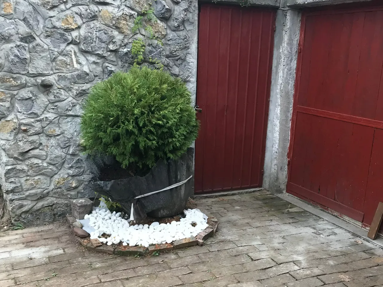 tuja w donicy i ściółkowanie korą