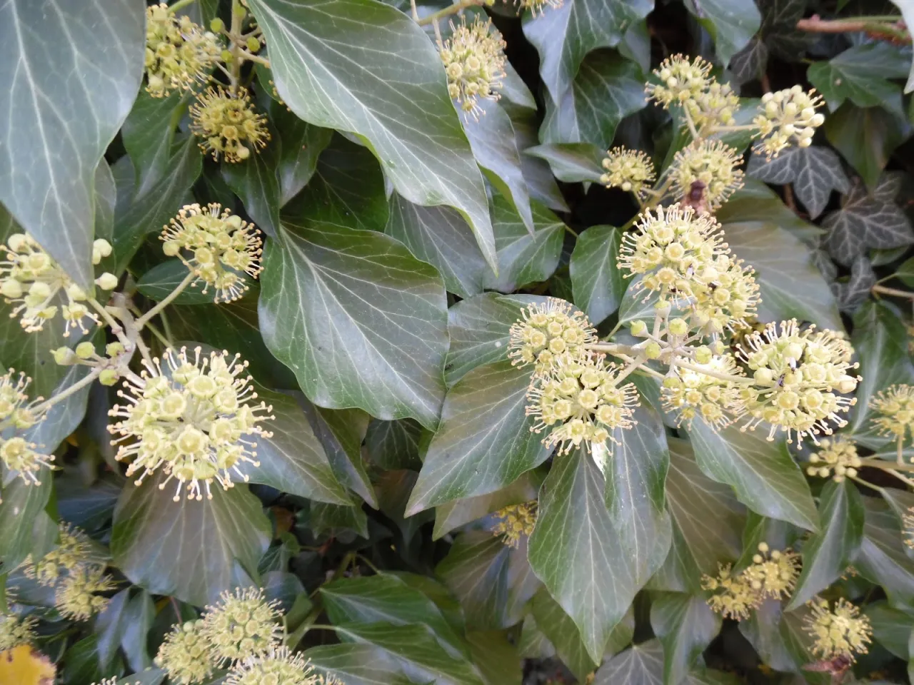 bluszcz w słońcu kwitnienie