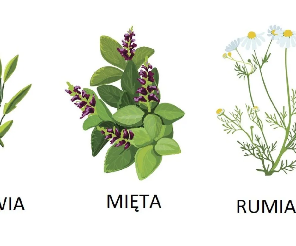 Przeciwwskazania zioła, bezpieczne stosowanie ziół