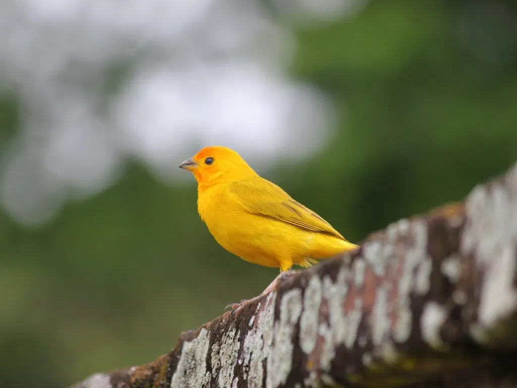 dieta kanarka pierzenie