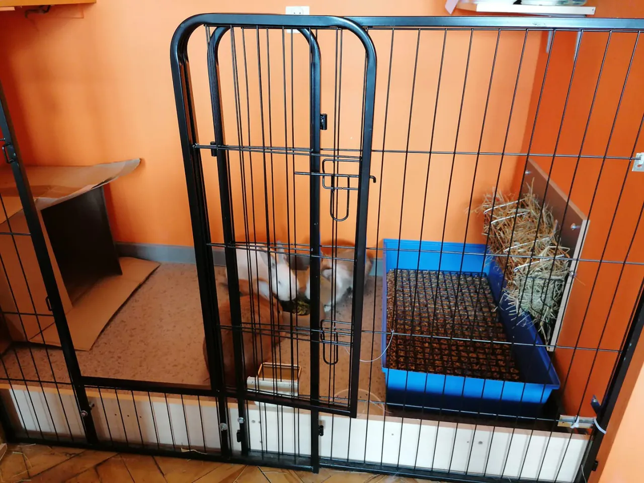 bezpieczna klatka dla ciężarnej kr&oacute;licy