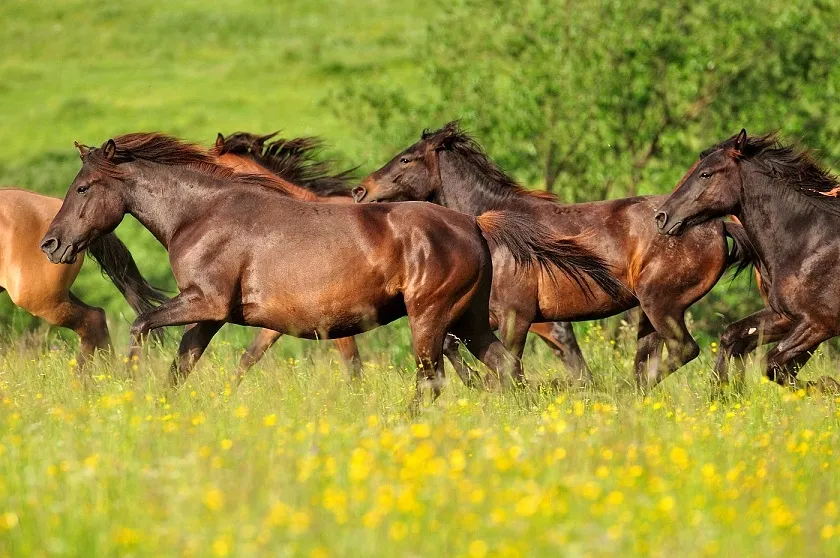 Sprzedaż koni huculskich