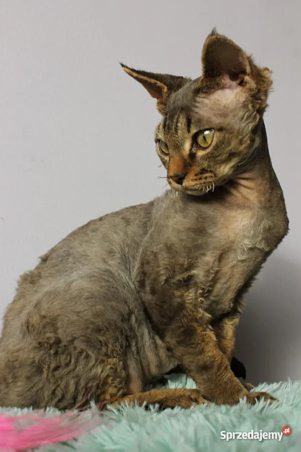 Zdjęcie Gdzie znaleźć kocięta Devon Rex w Pomorskim? Najlepsze hodowle