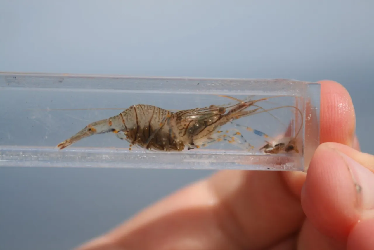 siedliska krewetek bałtyckich podwodna roślinność zatoka port