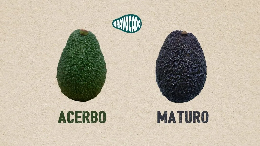 come scegliere avocado maturo