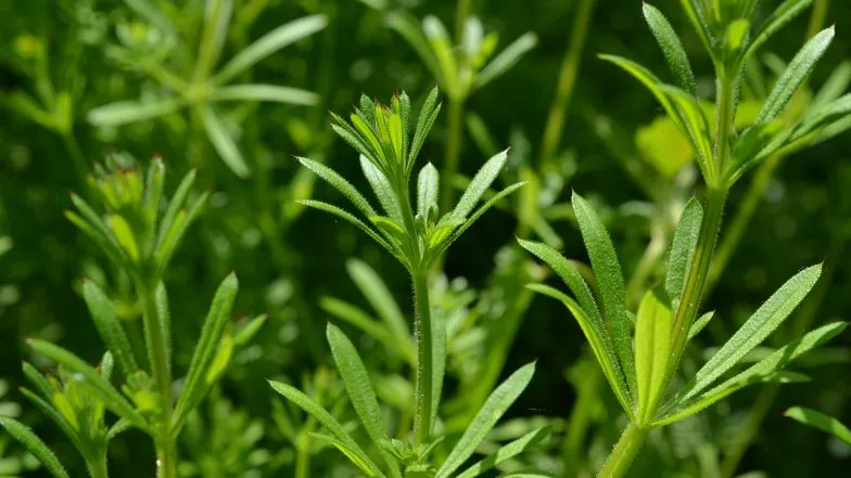 Przytulia czepna zastosowania