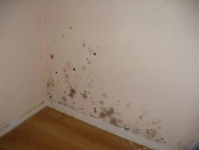 kurz w domu, pleśń w domu, wilgoć na ścianie