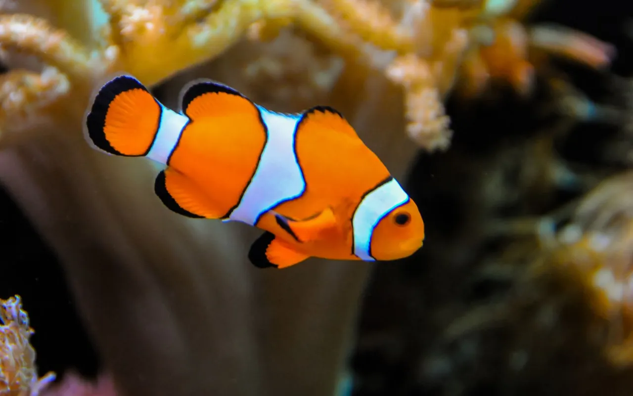 Ryby z filmu Gdzie jest Nemo gatunki prawdziwe