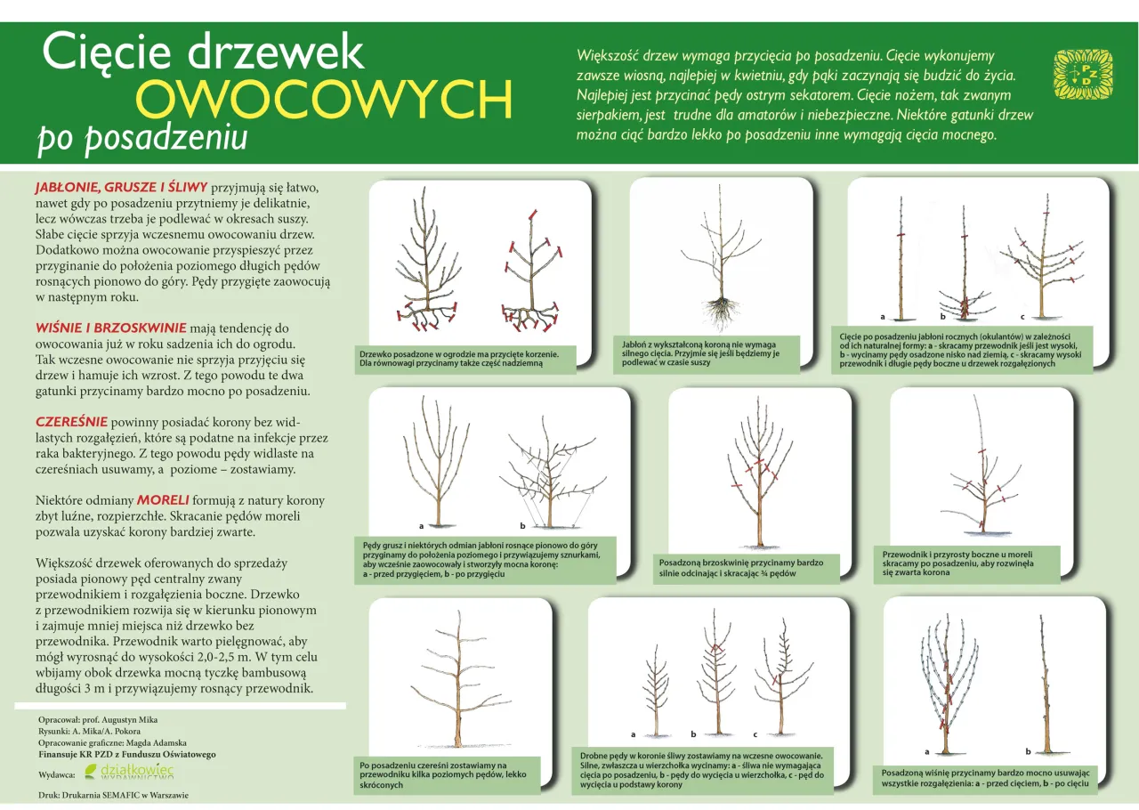 schemat cięcia jabłoni na klik nad pąkiem