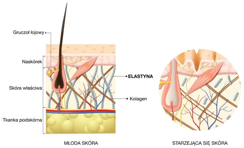 schemat budowy skóry po 35 roku życia kolagen elastyna