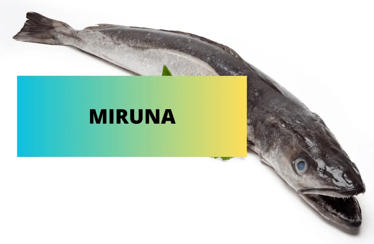 Ryba miruna wygląd cała