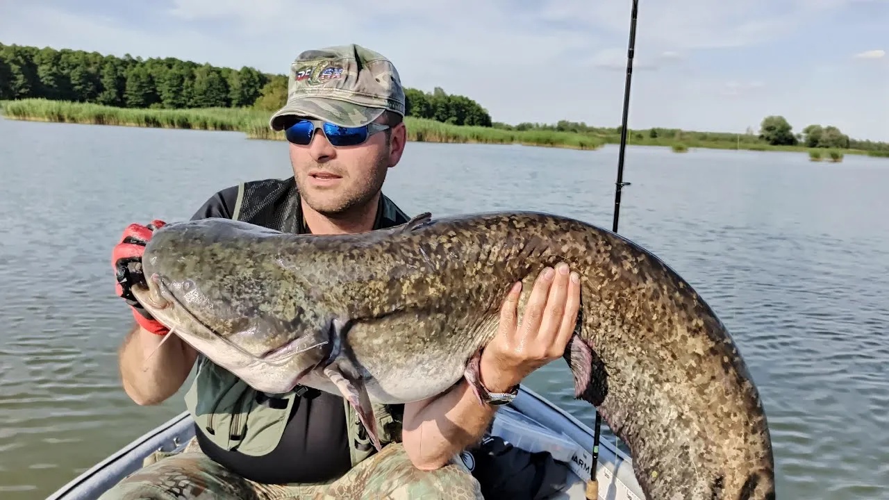 wędkarz holujący suma na spinning