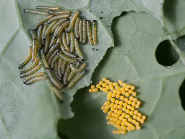 gąsienice bielinka kapustnika na kapuście