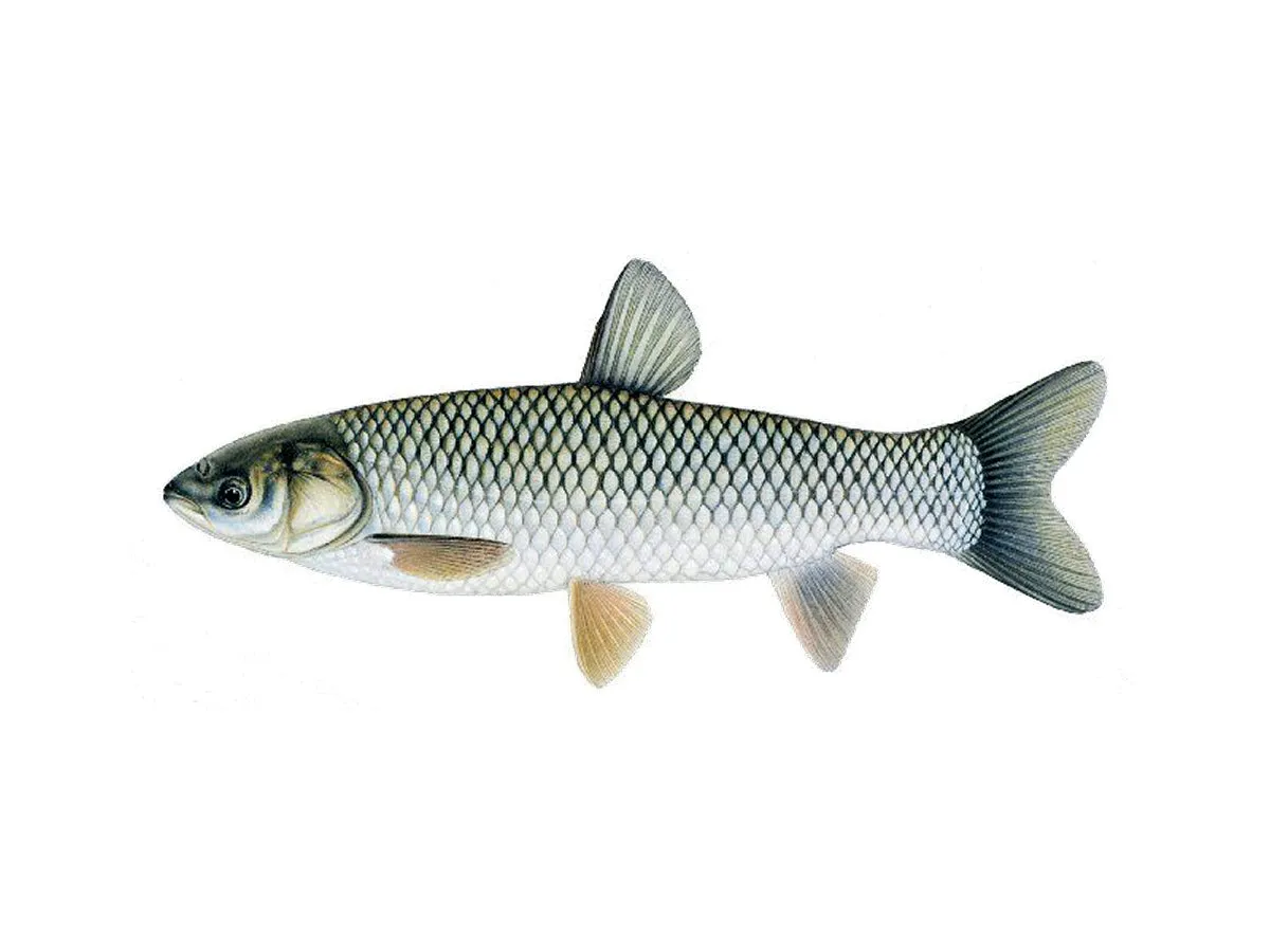 Amur biały w wodzie