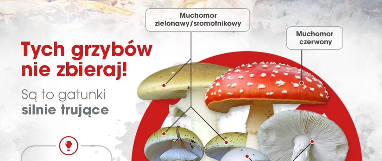 zegar czas zatrucie grzybami