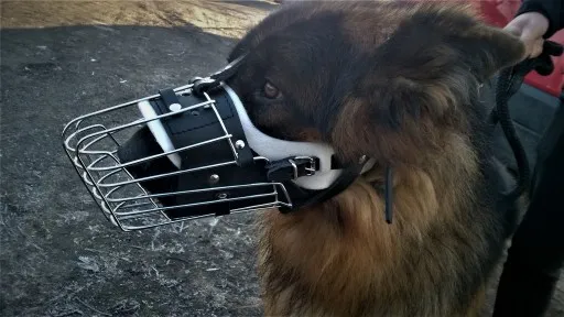 polecane kagańce dla owczarka niemieckiego