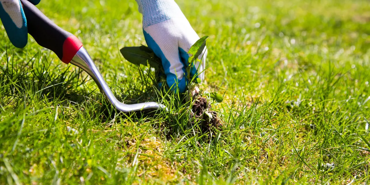 Ostrożeń polny i kolczurka klapowana