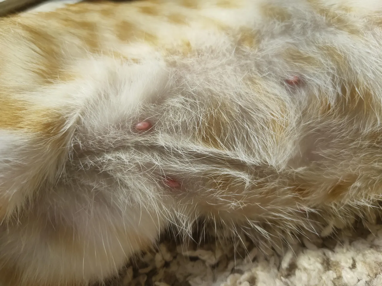 powiększone różowe sutki u kotki w ciąży zbliżenie