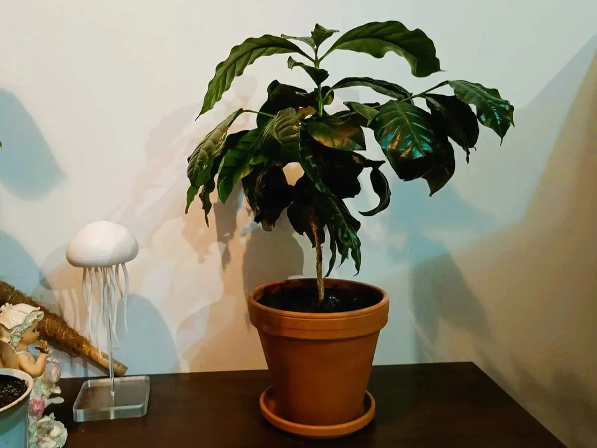 sadzonka kawy w doniczce