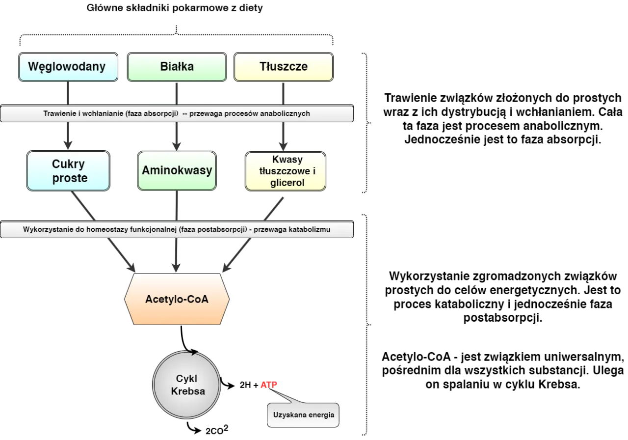 Schemat pokazuje, kiedy organizm spala tłuszcz, a kiedy mięśnie, przekształcając węglowodany, białka i tłuszcze w energię przez cykl Krebsa.