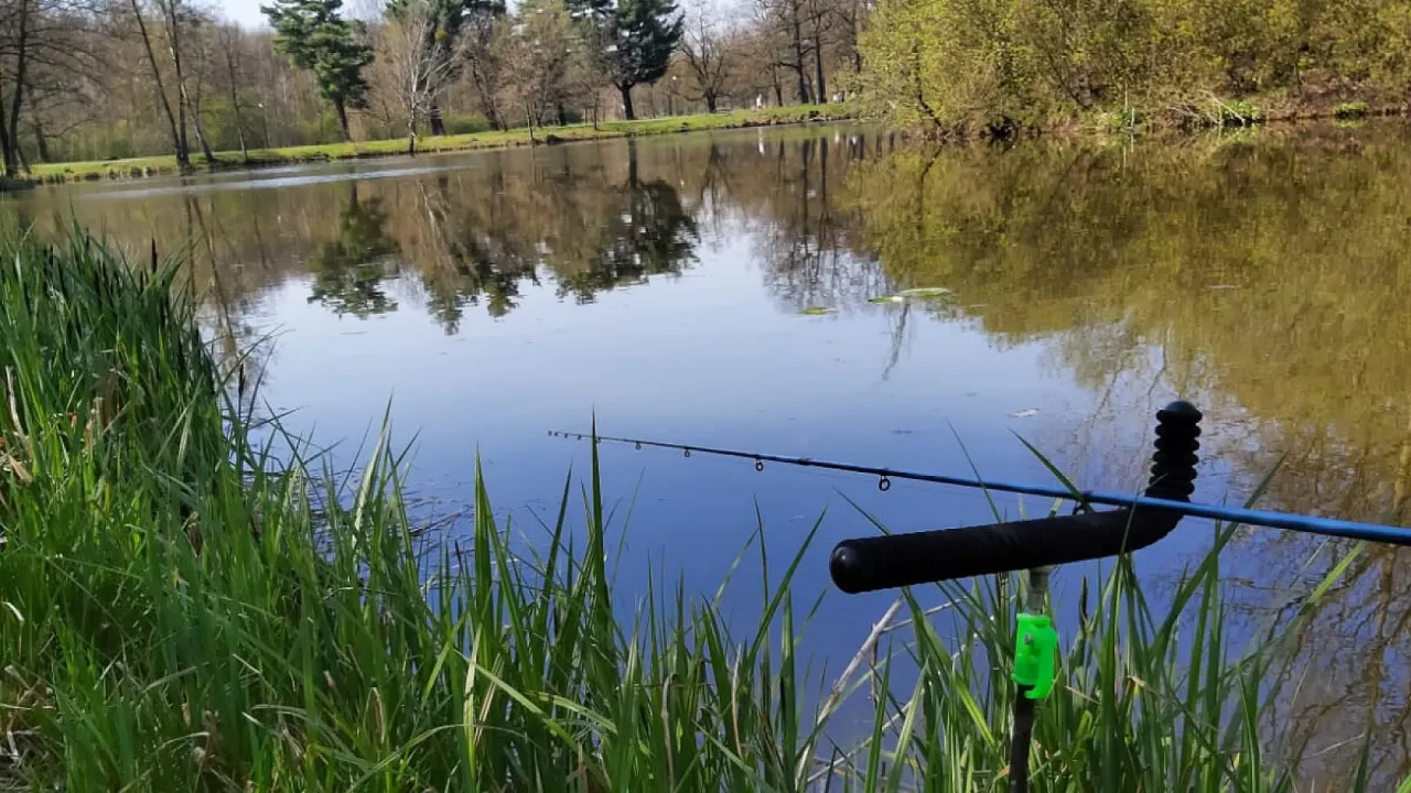 Wędka do method feeder ustawiona nad spokojną wodą, wśród zielonych trzcin. Idealne miejsce na relaks i łowienie ryb.