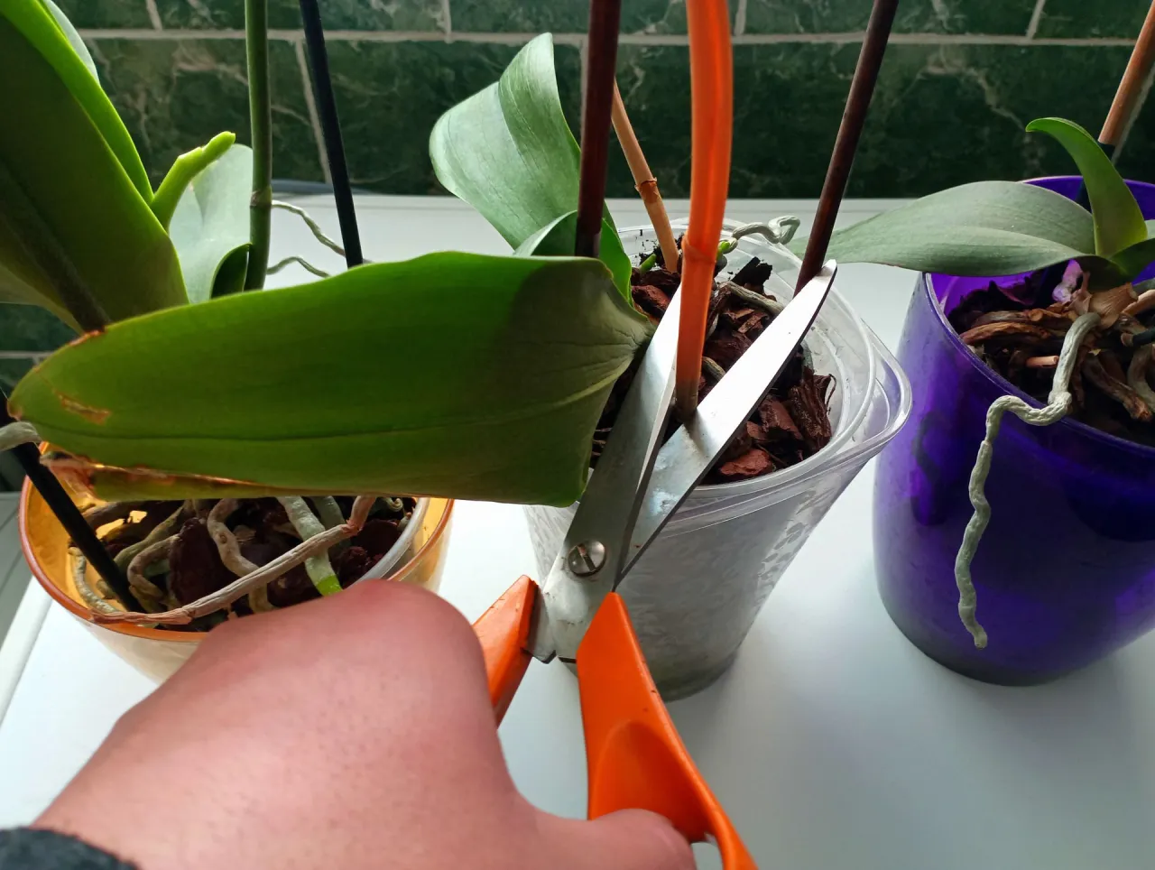 storczyk po kwitnieniu