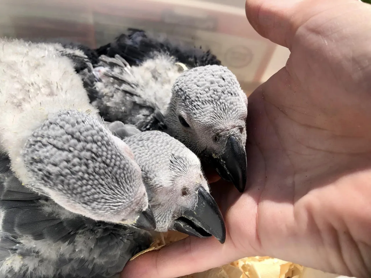 Wyb&oacute;r hodowcy papugi żako