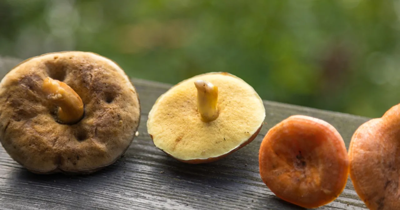 Zepsute grzyby oznaki