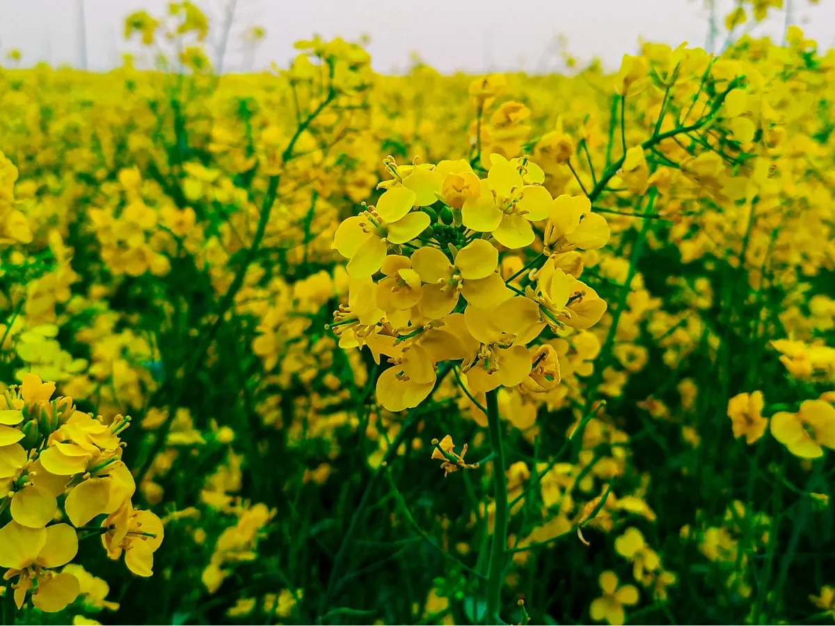 gorczyca biała na polu