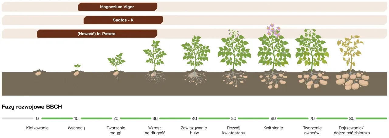 Cykl życia ziemniaka od kiełkowania do dojrzałości zbiorczej. Wczesne ziemniaki kiedy zbi&oacute;r zależy od fazy rozwoju rośliny.