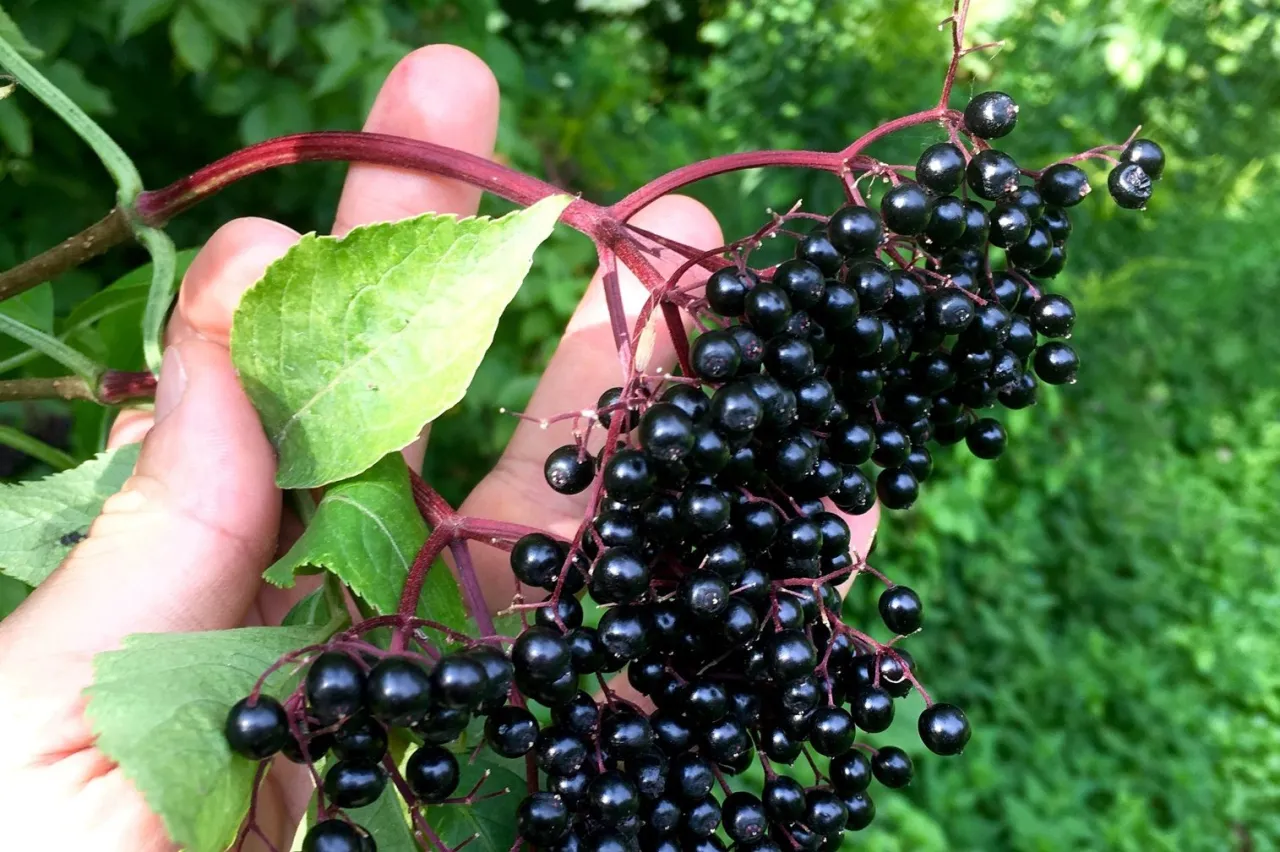 owoce czarnego bzu i sok