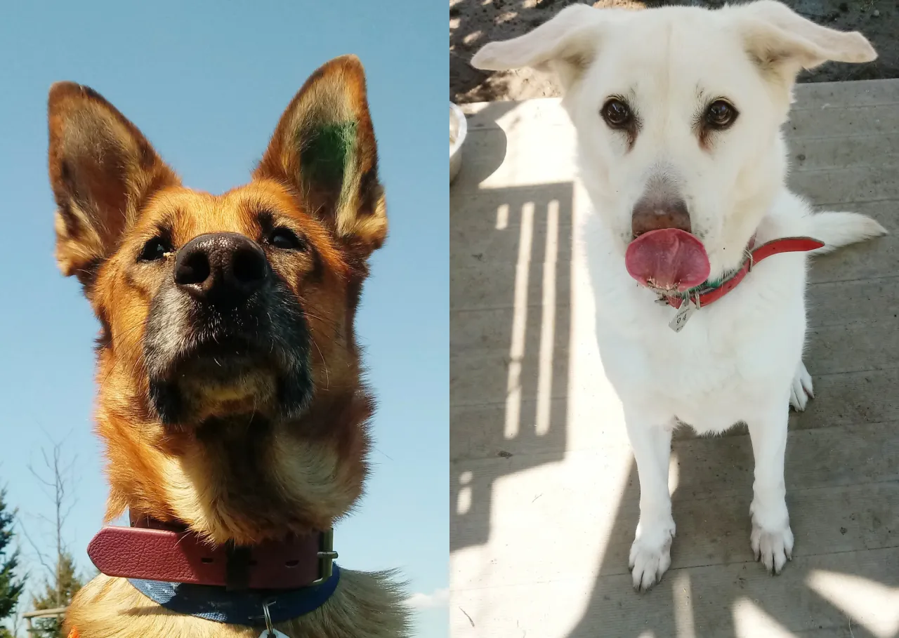 owczarek niemiecki w obroży i szelkach porównanie