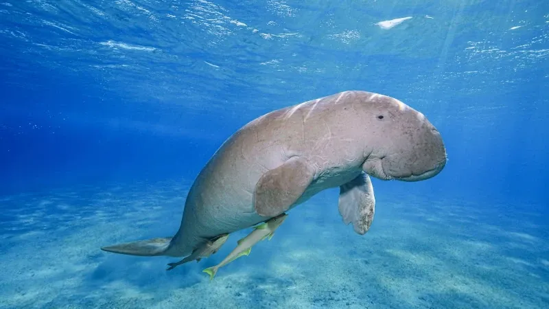 Dugong Marsa Alam żółw morski