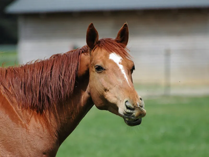 Koń z oznakami dyskomfortu, cierpienia, bólu