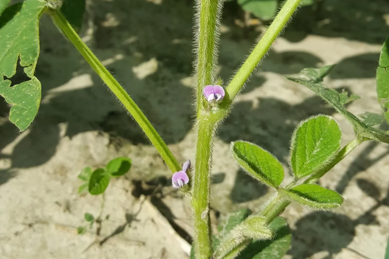 kwiaty soi z bliska, roślina soi z kwiatami, pąki soi