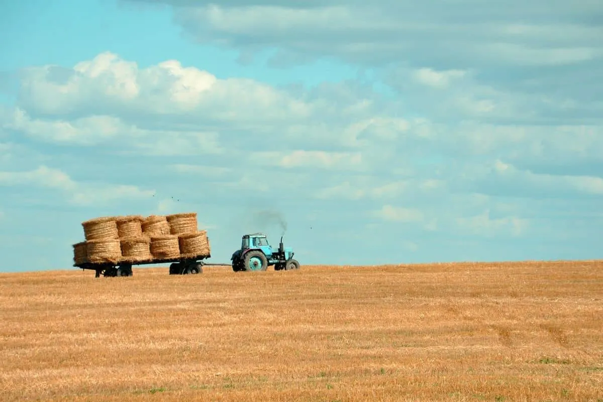 Niebieski traktor ciągnie przyczepę z belami siana na polu. To obrazek przypominający o tym, kto wprowadził emerytury rolnicze.
