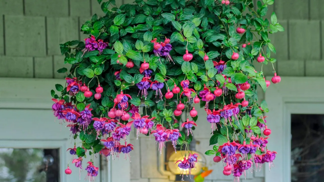 Różne odmiany fuksji w doniczkach