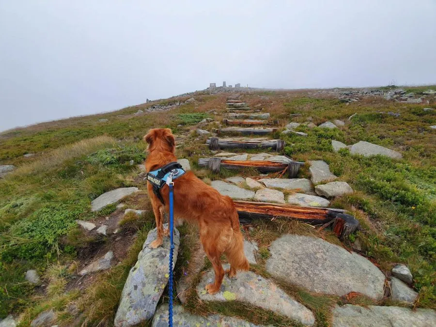 Babia G&oacute;ra szlak słowacki z psem