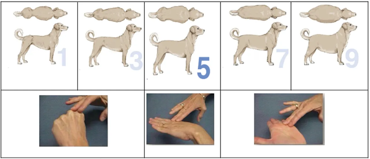 Zdrowy szczeniak i otyły szczeniak por&oacute;wnanie